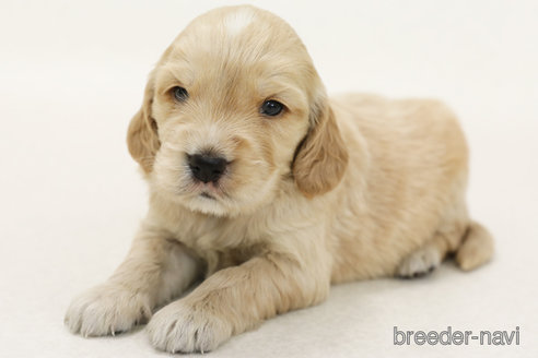 販売中の神奈川県のミックス犬-393707の1枚目